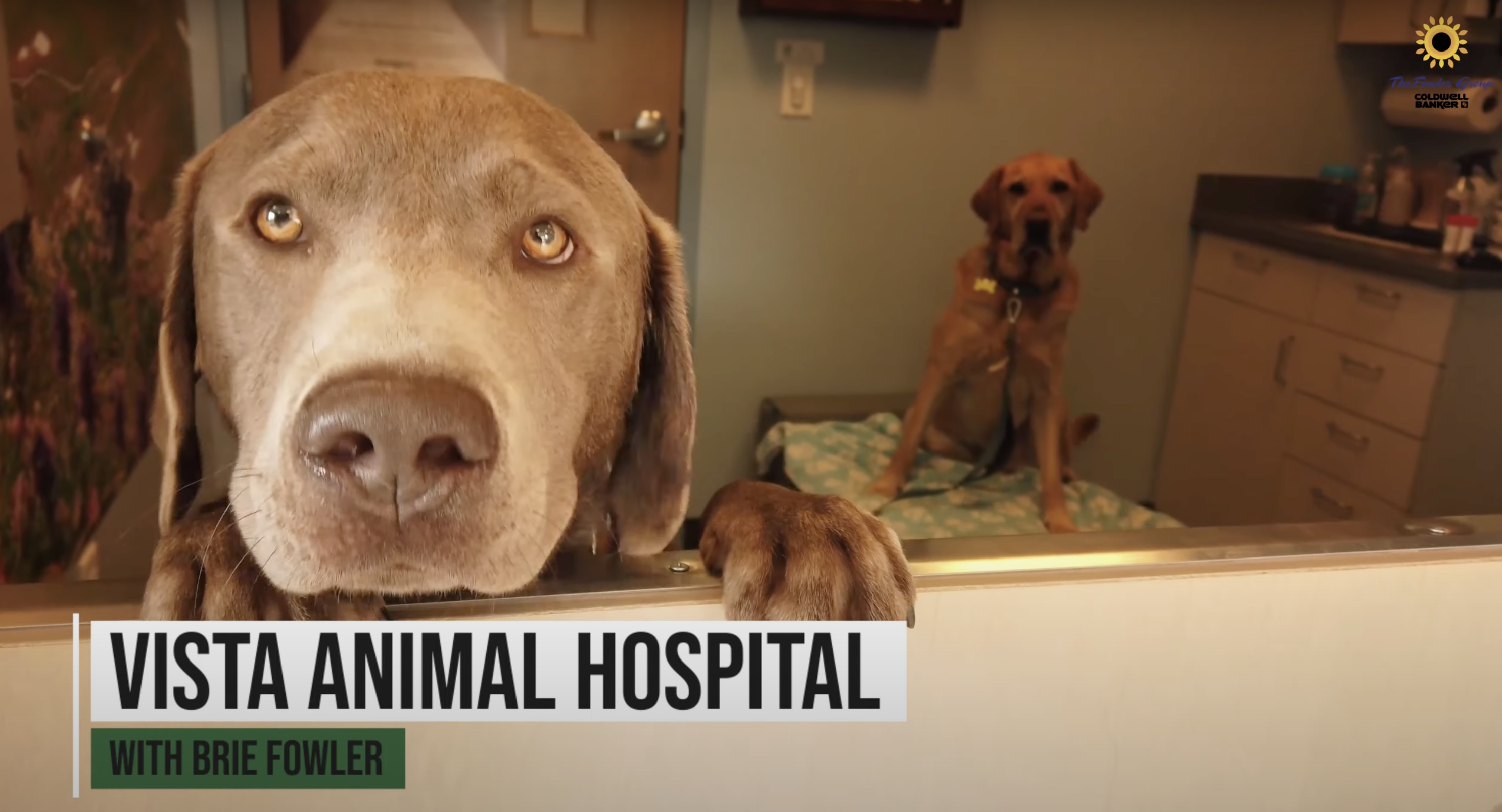Experience Erie with Vista Animal Hospital